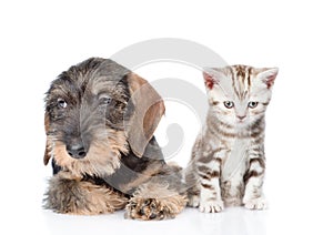 Wire-haired dachshund puppy and tiny kitten sitting in front view. isolated