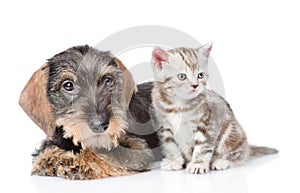 Wire-haired dachshund puppy and tiny kitten sitting in front view. isolated on white background