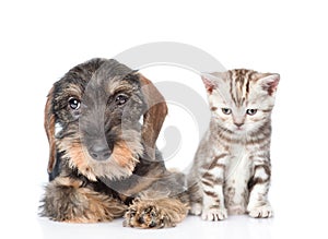 Wire-haired dachshund puppy and tiny kitten sitting in front view. isolated on white photo