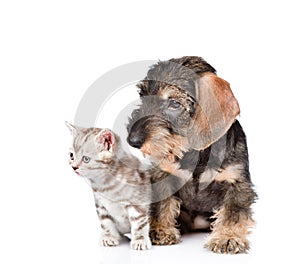 wire-haired dachshund puppy and tiny kitten sitting together. isolated on white