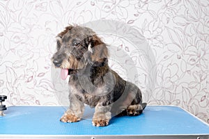 A wire-haired dachshund sits on a grooming table after trimming