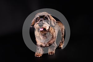 A wire-haired dachshund after trimming on a black background