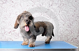 A wire-haired dachshund after trimming stands on for the care of dogs