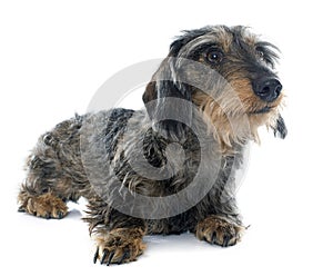 Wire haired dachshunds