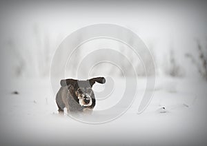 Wire-haired Daschshund in snow