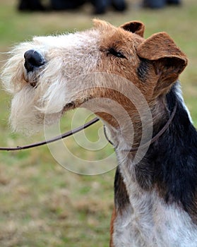 Wire Haired Fox Terrier portrait photo