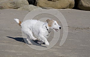 Wire-haired jack russell terrier photo