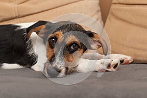 Wire Haired Jack Russell Terrier puppy in the dog bed looking at the camera. Small rough coated doggy with funny fur