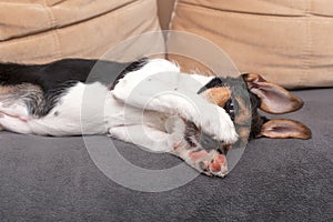 Wire Haired Jack Russell Terrier puppy in the dog bed looking at the camera. Small rough coated doggy with funny fur