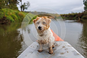 A wire-haired Jack Russell terrier stands on the bow of a red water kayak. Dog in nature on board a boat. Animal on a