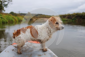 A wire-haired Jack Russell terrier stands on the bow of a red water kayak. Dog in nature on board a boat. Animal on a