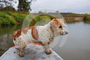 A wire-haired Jack Russell terrier stands on the bow of a red water kayak. Dog in nature on board a boat. Animal on a