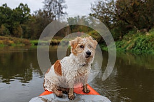 A wire-haired Jack Russell terrier stands on the bow of a red water kayak. Dog in nature on board a boat. Animal on a