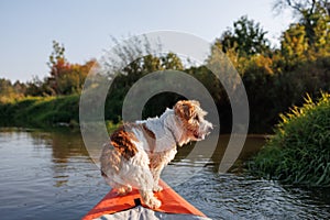 A wire-haired Jack Russell terrier stands on the bow of a red water kayak. Dog in nature on board a boat. Animal on a