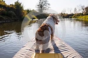 A wire-haired Jack Russell terrier stands on the bow of a red water kayak. Dog in nature on board a boat. Animal on a