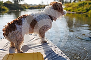 A wire-haired Jack Russell terrier stands on the bow of a red water kayak. Dog in nature on board a boat. Animal on a