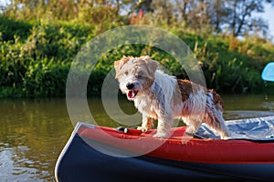 A wire-haired Jack Russell terrier stands on the bow of a red water kayak. Dog in nature on board a boat. Animal on a