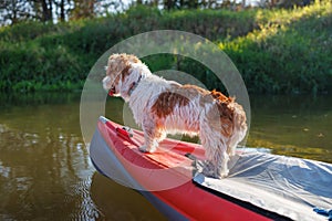 A wire-haired Jack Russell terrier stands on the bow of a red water kayak. Dog in nature on board a boat. Animal on a