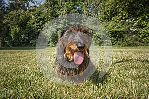 Wire haired long haired Dachshund with his tongue out in a field