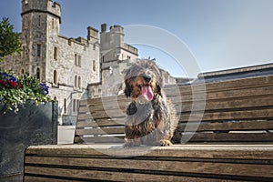 Wire haired long haired Dachshund sitting on a publc bench near a castle