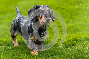 Wire-haired miniature dachshund walking across field