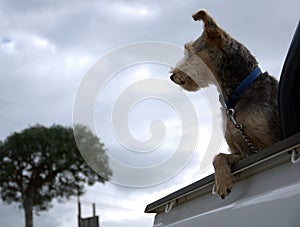 Wire haired mixed breed terrier type dog on back of pickup truck