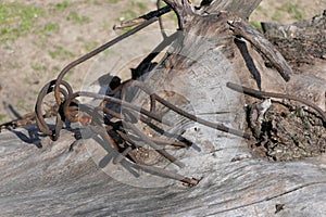 The wire has been lying on the ground for so long that it has already sprouted through a stump.