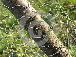 Wire mesh and tree