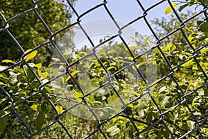 Wire metal fence with plants behind - green background blurred