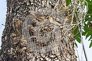 wire net for orchid grow