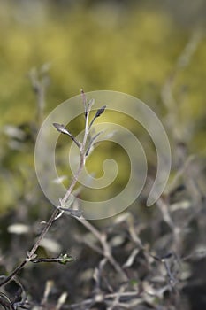 Wire-netting bush