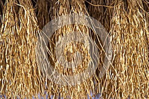 Wire Scratch Brush, Brass with Plastic Handle on white background