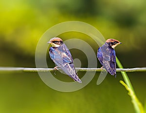 Wire Tail Swallow Juveniles annoyed with each other