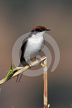 Wire-tailed Swallow