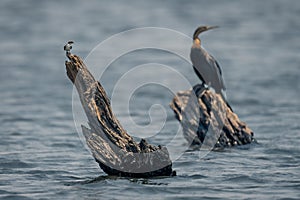 Wire-tailed swallow and African darter on stumps