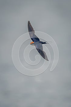 Wire-tailed swallow flies over river in sun