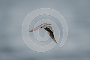 Wire-tailed swallow flies over river in sunshine