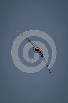 Wire-tailed swallow flies with wings spread diagonally