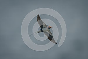 Wire-tailed swallow flies with wings spread wide photo