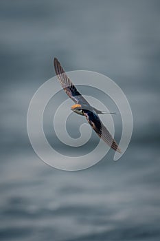 Wire-tailed swallow glides over water spreading wings