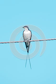 Wire-tailed swallow Hirundo smithii