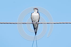 Wire-tailed swallow Hirundo smithii