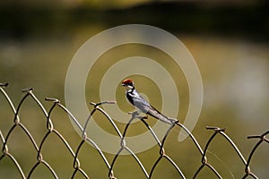 Wire-tailed swallow (Hirundo smithii)