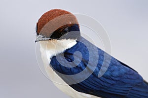 Wire-tailed Swallow (Hirundo smithii)