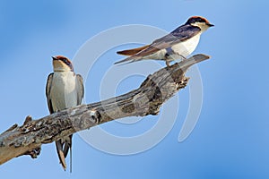 Wire-tailed swallow, Hirundo smithii, two bird sitting on the tree branch. Nature habitat, blue sky. Birds from Botswana, Africa.