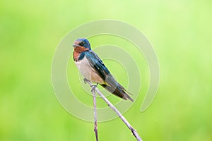 Wire-tailed Swallow , Little bird on top leaf rice.rice filed