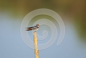 The wire-tailed swallow perched on a pole