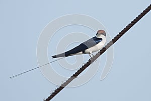 Wire-tailed Swallow perched on a wire