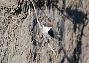 A Wire-tailed Swallow sitting on a branch at the Bwabwata Nationalpark in Namibia