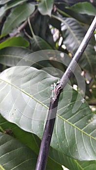 The wire was bited by the rat